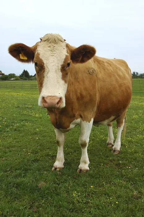 Framed Print : Standing hornless brown-white pregnant dairy cow Framed Print : Standing hornless brown-white pregnant dairy cow
