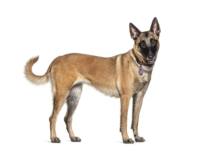 Framed Print : Standing Malinois dog isolated on white Framed Print : Standing Malinois dog isolated on white