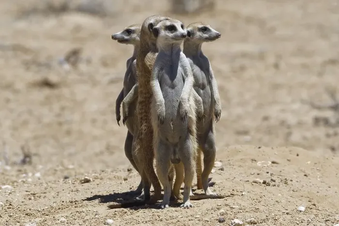 Framed Print : Standing meerkats (Suricatta suricata) Framed Print : Standing meerkats (Suricatta suricata)