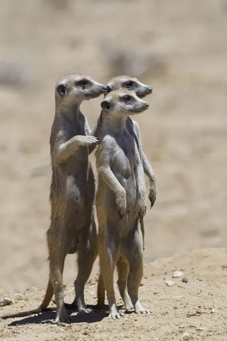 Framed Print : Standing meerkats (Suricatta suricata) Framed Print : Standing meerkats (Suricatta suricata)