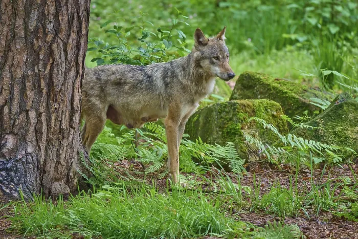 Framed Print : A standing wolf in the forest next to a tree and stones Framed Print : A standing wolf in the forest next to a tree and stones