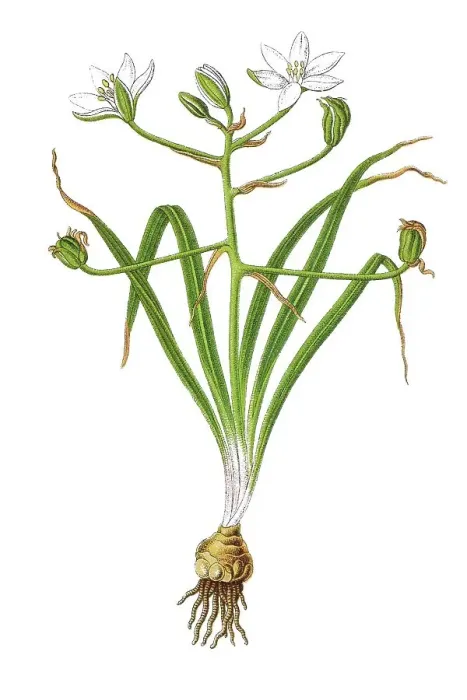 Framed Print : Star-of-Bethlehem, Grass lily (Ornithogalum umbellatum)