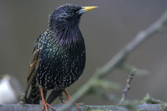 Framed Print : Star, Starling, Sturnus vulgaris