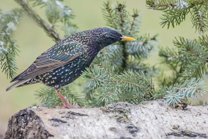Framed Print : Star Sturnus vulgaris' Star Sturnus vulgaris Framed Print : Star Sturnus vulgaris' Star Sturnus vulgaris