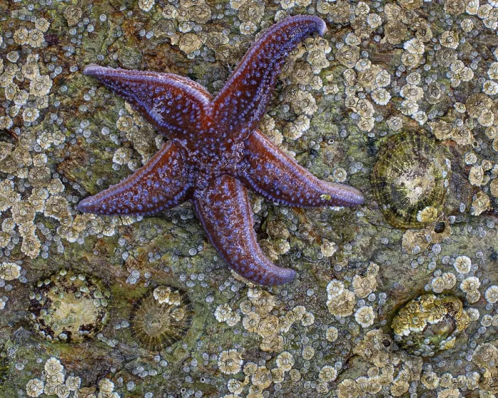 Framed Print : Starfish on a rock, Lauvsnes, Nord-Trondelag Framed Print : Starfish on a rock, Lauvsnes, Nord-Trondelag