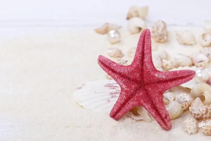 Framed Print : Starfish and sea shells on sand summer vacation background