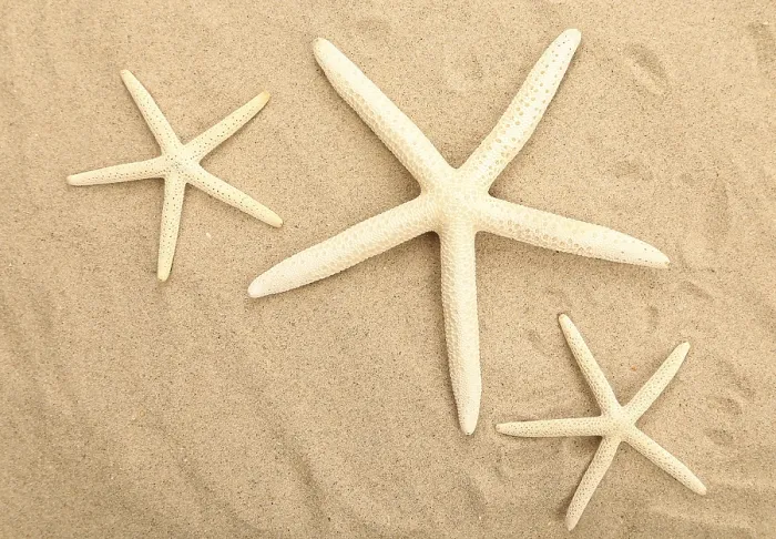 Framed Print : Three starfishes is located on sandy background