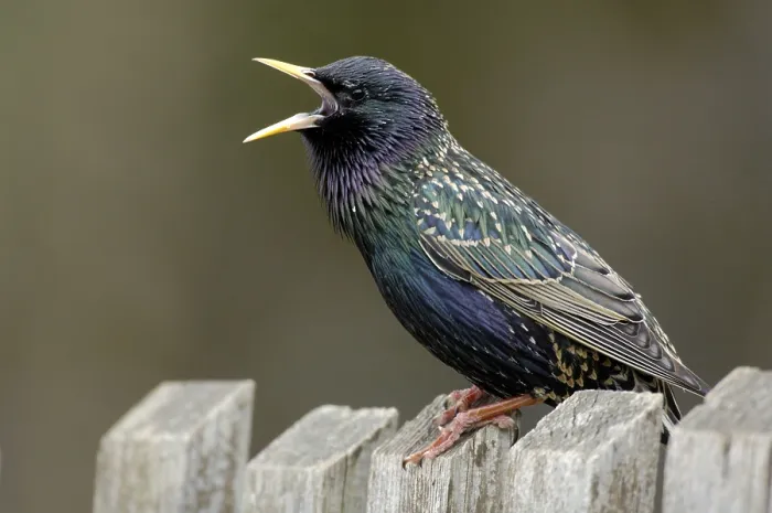 Framed Print : Starling on garden fence, Hesse (Sturnus vulgaris)