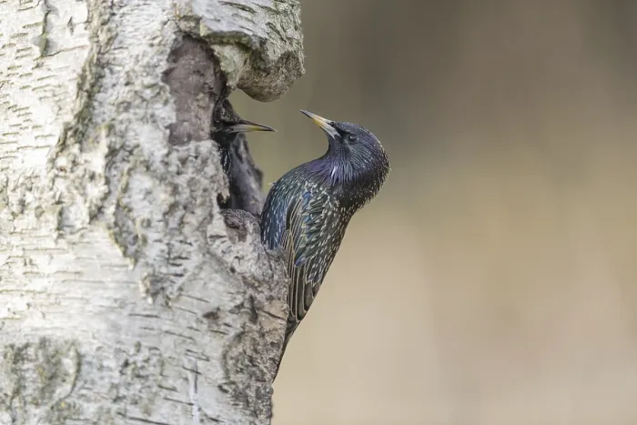 Framed Print : Starling (Sturnus vulgaris)