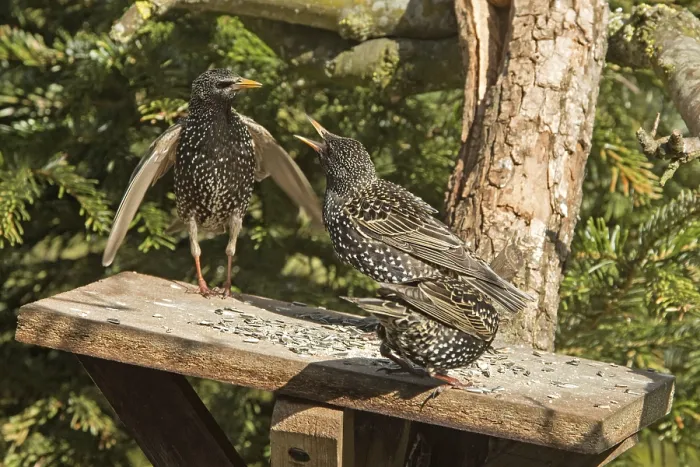 Framed Print : Starling (Sturnus vulgaris)