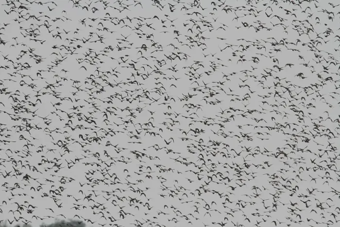 Framed Print : Starling (Sturnus vulgaris) Framed Print : Starling (Sturnus vulgaris)