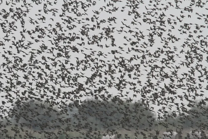 Framed Print : Starling (Sturnus vulgaris)