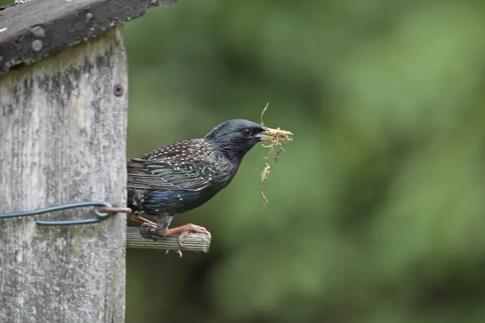 Framed Print : Starling (Sturnus vulgaris)