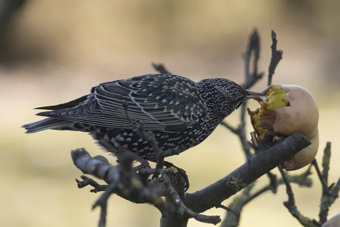 Framed Print : Starling (Sturnus vulgaris) Framed Print : Starling (Sturnus vulgaris)