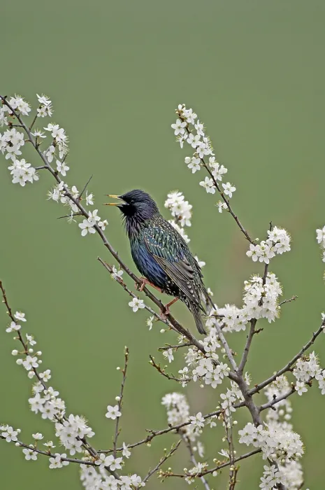 Framed Print : Starling Sturnus vulgaris