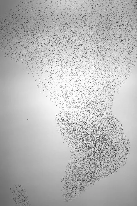 Framed Print : Starling (Sturnus vulgaris) Framed Print : Starling (Sturnus vulgaris)