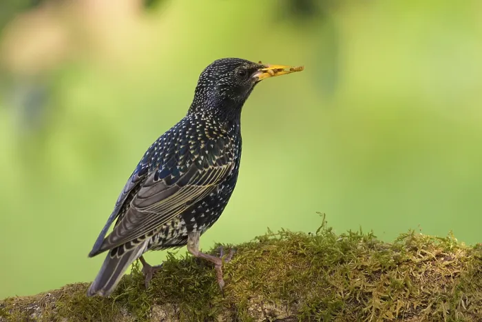 Framed Print : Starling (Sturnus vulgaris) on a branch with moss Framed Print : Starling (Sturnus vulgaris) on a branch with moss