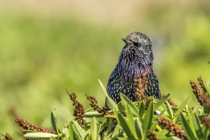 Framed Print : Starling (Sturnus vulgaris) perched in a bush Framed Print : Starling (Sturnus vulgaris) perched in a bush