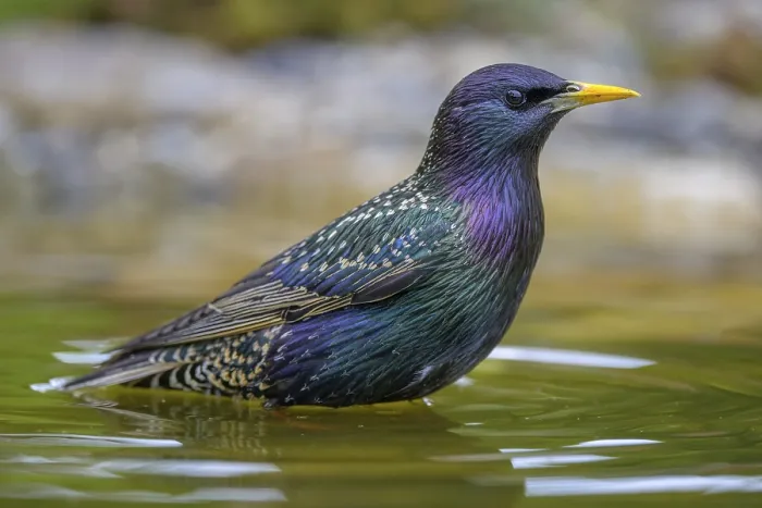 Framed Print : Starling (Sturnus vulgaris), in splendour while bathing