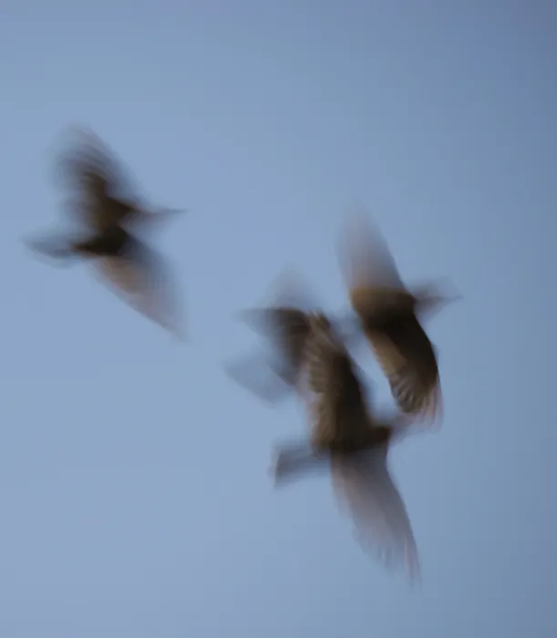 Framed Print : Four starlings or common starlings (Sturnus vulgaris) fly in front of the blue sky to the roost