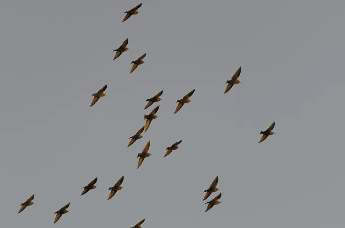 Framed Print : Starlings (Sturnus vulgaris)
