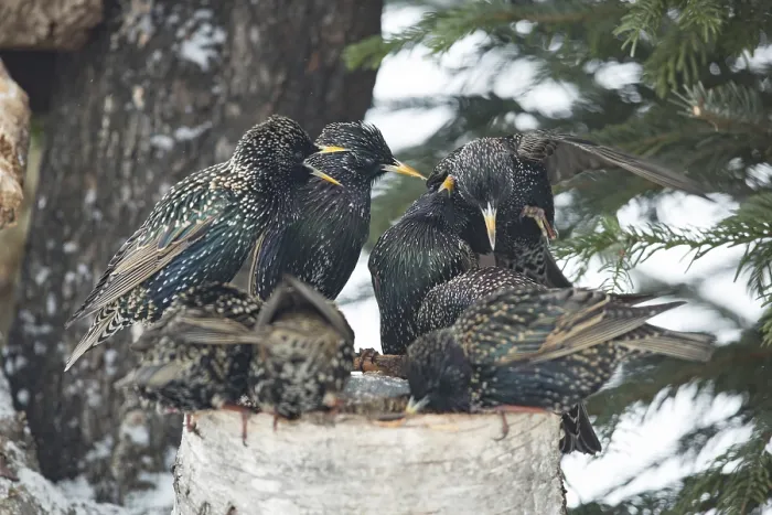 Framed Print : Starlings (Sturnus vulgaris)