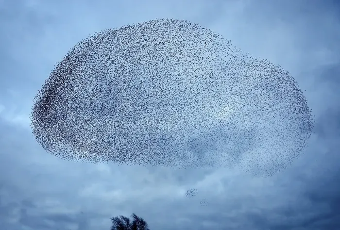 Framed Print : Starlings (Sturnus vulgaris), a murmuration
