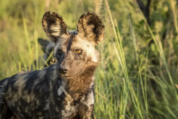 Framed Print : Starring African wild dog in the Kruger National Park