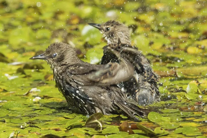 Framed Print : Starring two birds standing on aquatic plants with water droplets in water looking left