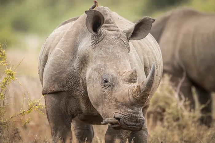 Framed Print : Starring White rhino with oxpeckers in the Kruger National Park