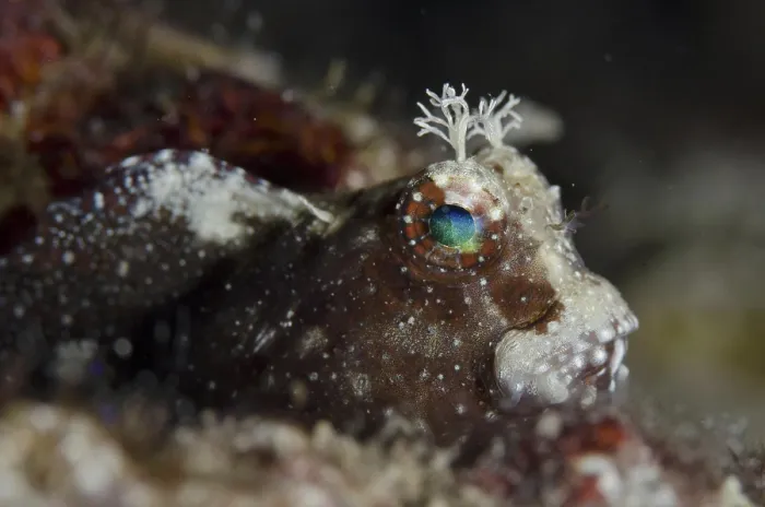 Framed Print : Starry Blenny (Salarias ramosus) adult