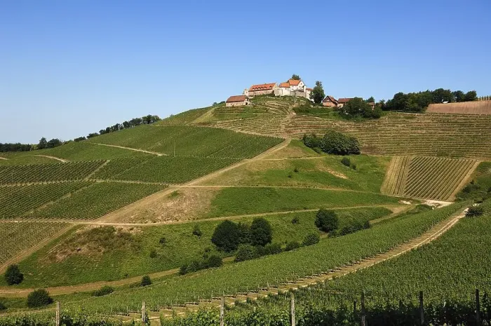 Framed Print : Staufenberg Castle with vineyards