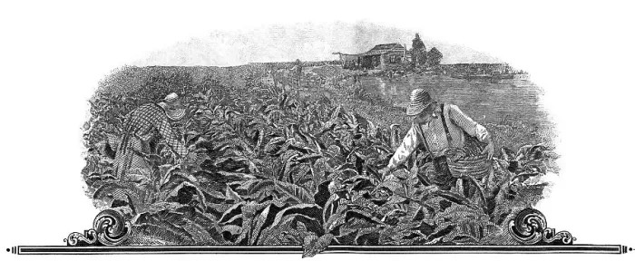 Framed Print : Steel engraving, motif with tobacco harvest Framed Print : Steel engraving, motif with tobacco harvest