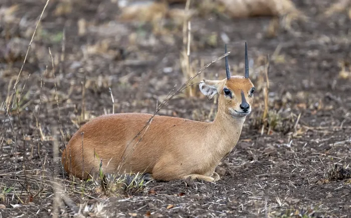 Framed Print : Steenbok (Raphicerus campestris)