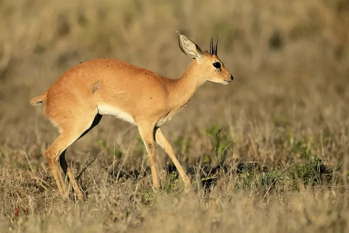 Framed Print : Steenbok (Raphicerus campestris)