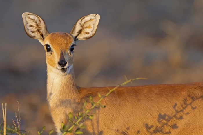 Framed Print : Steenbok, Raphicerus campestris