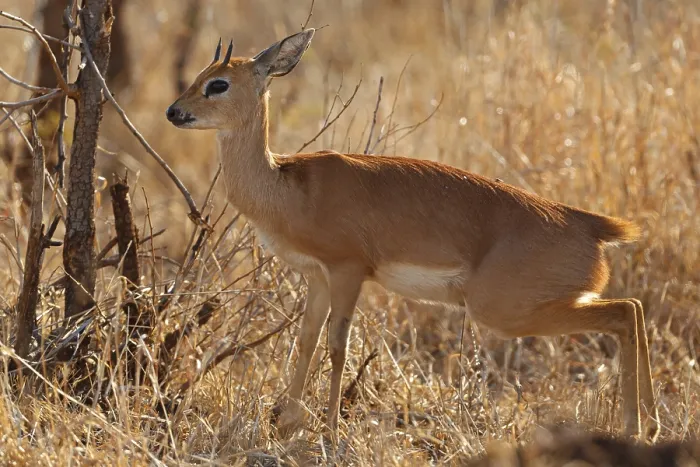 Framed Print : Steenbok, Raphicerus campestris Framed Print : Steenbok, Raphicerus campestris