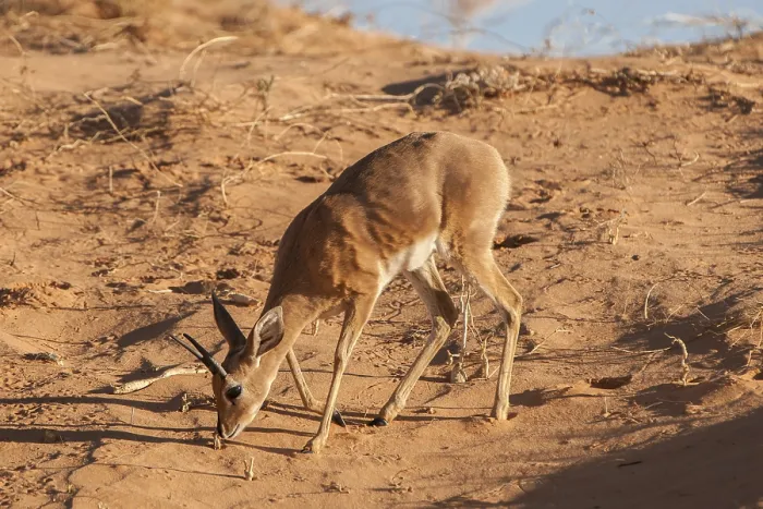 Framed Print : Steenbok (Raphicerus campestris) is searching for food on dune
