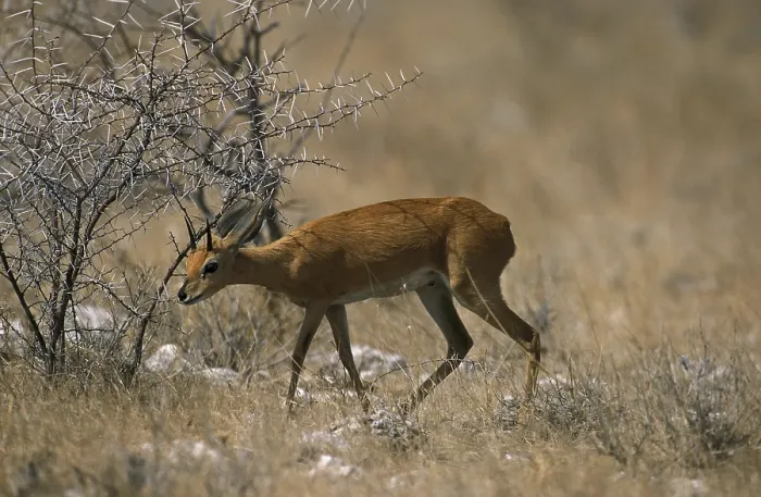 Framed Print : STEENBOK (raphicerus campestris), SOUTH AFRICA