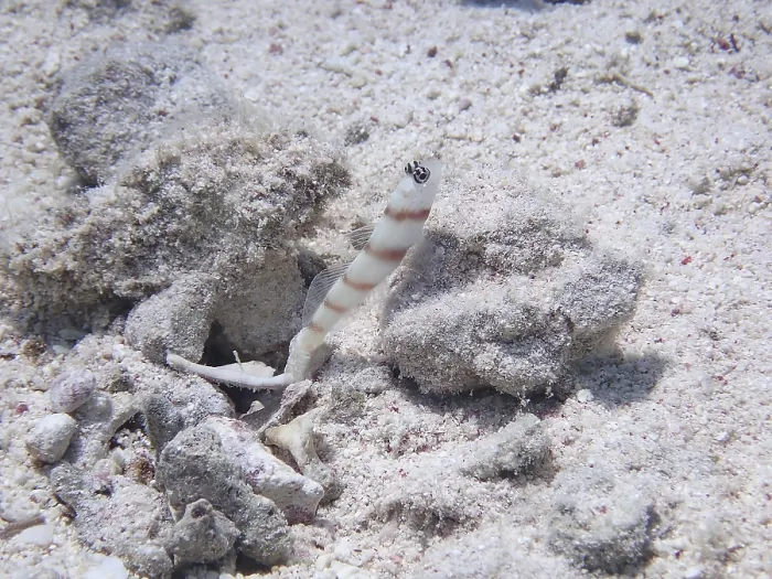 Framed Print : Steinitz's guard goby (Amblyeleotris steinitzi) Steinitz's guard goby (Amblyeleotris steinitzi)