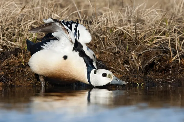 Framed Print : Steller's Eider (Polysticta stelleri) male