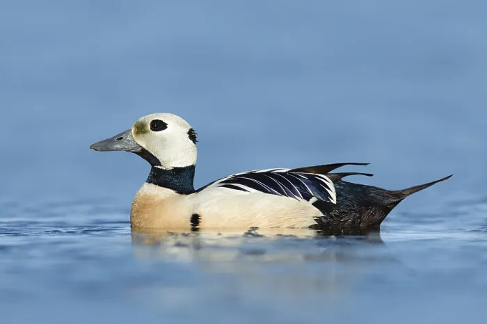 Framed Print : Steller's Eider (Polysticta stelleri) male