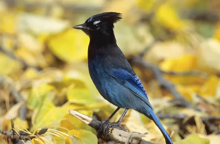 Framed Print : Steller's Jay (Cyanocitta stelleri)