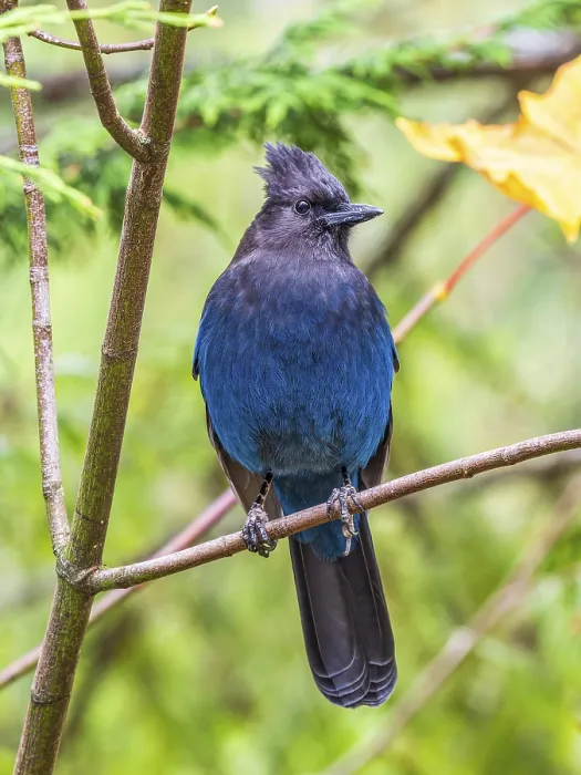 Framed Print : A Steller's Jay (Cyanocitta stelleri) perched in a maple tree
