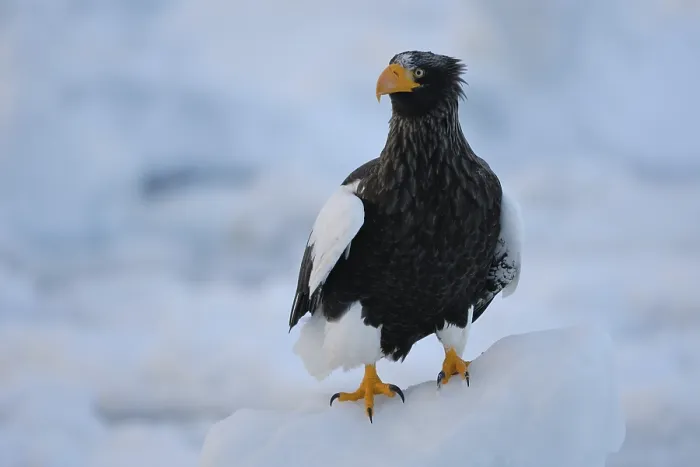 Framed Print : Steller's Sea Eagle (Haliaeetus pelagicus)