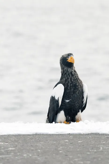 Framed Print : Steller's sea eagle (Haliaeetus pelagicus) Framed Print : Steller's sea eagle (Haliaeetus pelagicus)