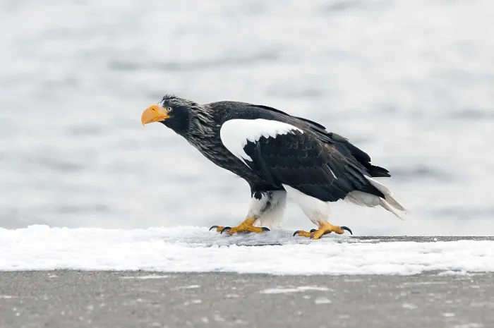 Framed Print : Steller's sea eagle (Haliaeetus pelagicus)