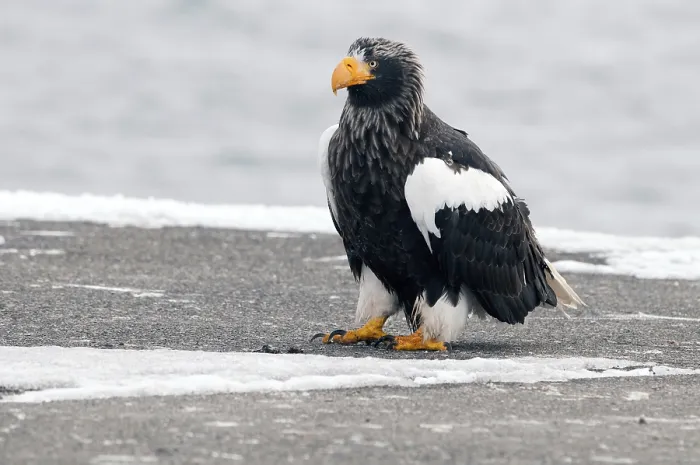 Framed Print : Steller's sea eagle (Haliaeetus pelagicus)
