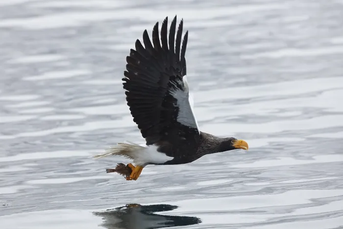 Framed Print : Steller's sea eagle (Haliaeetus pelagicus) with captured fish flying over water near Rausu Framed Print : Steller's sea eagle (Haliaeetus pelagicus) with captured fish flying over water near Rausu