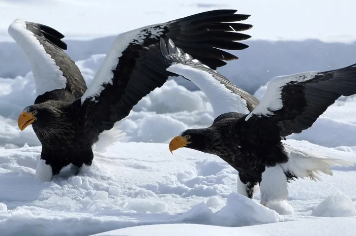 Framed Print : Steller's sea eagle (Haliaeetus pelagicus) couple Framed Print : Steller's sea eagle (Haliaeetus pelagicus) couple